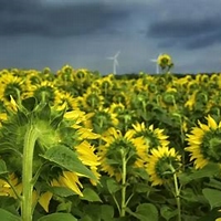 Agro processing News