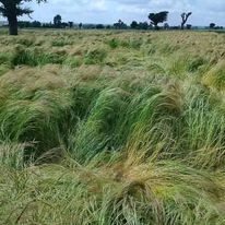 Minjar Teff